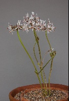 Pelargonium auritum carneum